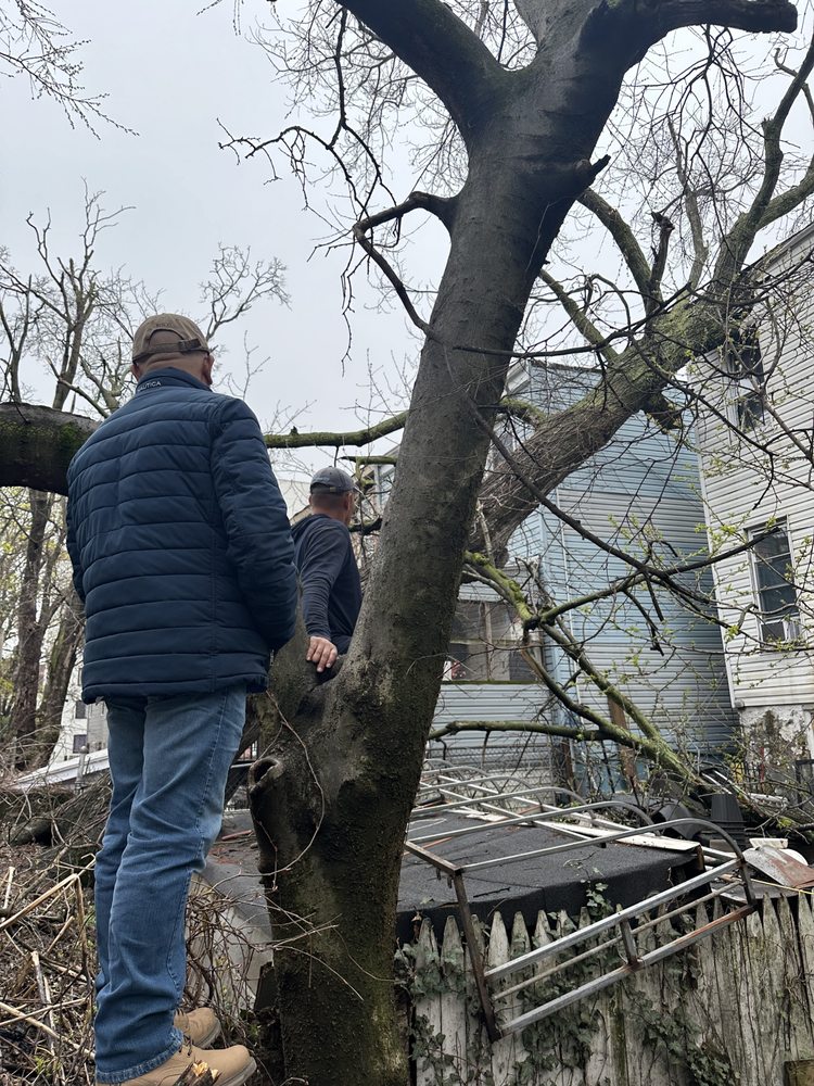 Arnoldo's Tree Service - tree service in Fresh Meadows, NY