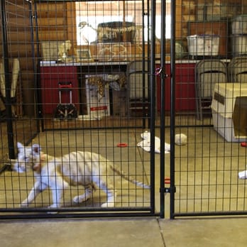 Project Survival's Cat Haven - New arrival of White Tiger - Extreme rare is like 200,000 of every tiger breed. - Zoos Near Me - Dunlap, California Project Survival's Cat Haven - New arrival of White Tiger - Extreme rare is like 200,000 of every tiger breed. - Zoos Near Me - Dunlap, California