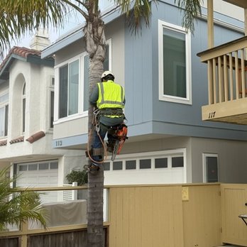 Salim's Tree Service - Tree being removed - Tree Services Near Me - Oxnard, California Salim's Tree Service - Tree being removed - Tree Services Near Me - Oxnard, California