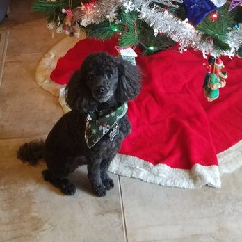 Get A Life Pet Rescue - Animal Shelters Near Me - Plantation, Florida Get A Life Pet Rescue - Animal Shelters Near Me - Plantation, Florida
