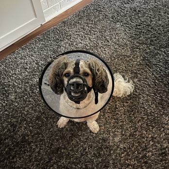 Petroglyph Animal Hospital - Bailey after his vet visit - Veterinarians Near Me - Nanaimo, British Columbia Petroglyph Animal Hospital - Bailey after his vet visit - Veterinarians Near Me - Nanaimo, British Columbia