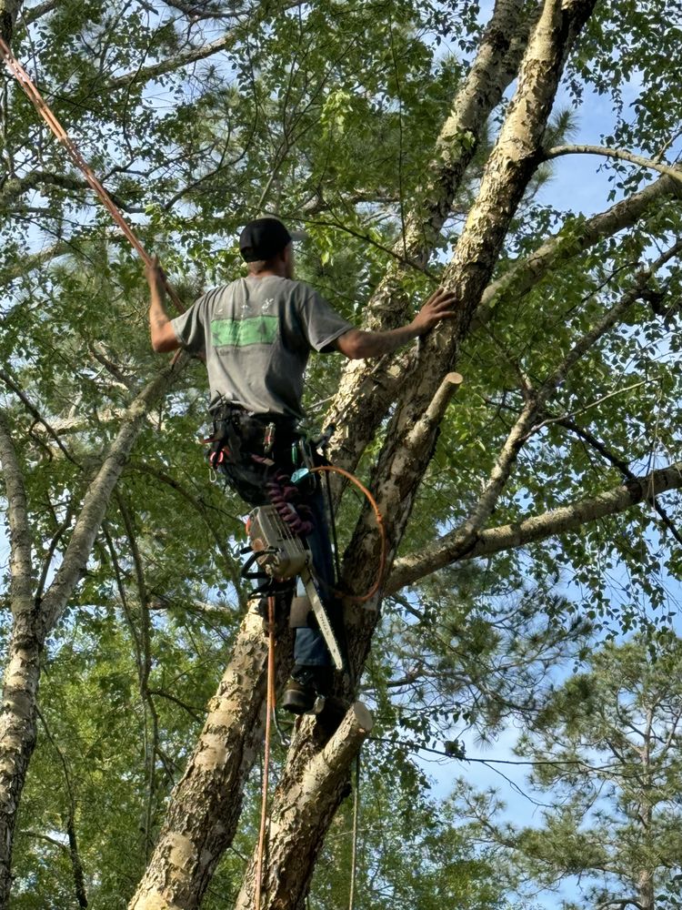 PINE TREE PROS Updated October 2024 Waycross, Tree