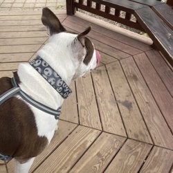 Rising Park - Mount Pleasant - My recently passed-Charlie on one of our walks last year hanging out at the gazebo for some shade that day! Beautiful view of the fountain.