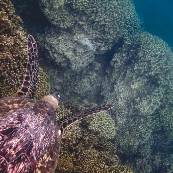 Captain Bob's Picnic Sail - Giant Honu at the snorkeling stop Alyson Lofgren Photography - Boating Near Me - Kaneohe, Hawaii