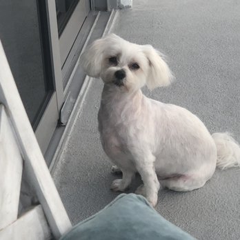 NamasteGrand PetStylists - Charlie's after grooming - Pet Groomers Near Me - Wilton Manors, Florida NamasteGrand PetStylists - Charlie's after grooming - Pet Groomers Near Me - Wilton Manors, Florida