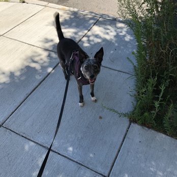 Milo's Doggy Daycare - Lola my number 1 ! - Dog Walkers Near Me Milo's Doggy Daycare - Lola my number 1 ! - Dog Walkers Near Me