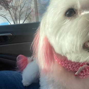 K9 Groom and Wash - Pet Groomers Near Me - Reno, Nevada K9 Groom and Wash - Pet Groomers Near Me - Reno, Nevada