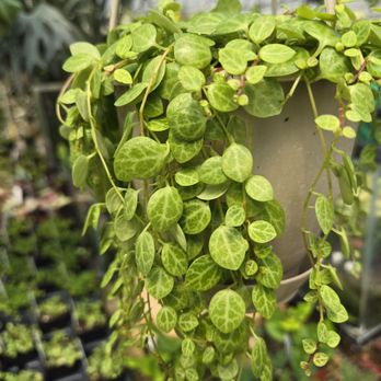 Mays Greenhouse - String of turtles - Nurseries & Gardening Near Me - Bloomington, Indiana Mays Greenhouse - String of turtles - Nurseries & Gardening Near Me - Bloomington, Indiana