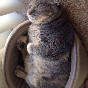 13th Street Cat Rescue - Sleeping is Sushi favorite hobby - Animal Shelters Near Me 13th Street Cat Rescue - Sleeping is Sushi favorite hobby - Animal Shelters Near Me