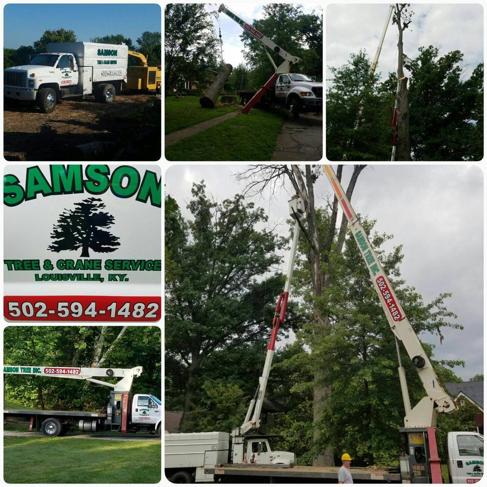 Samson Tree Service - tree service in Fairdale, KY