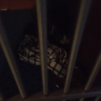 The Pet Set - 12/26/19 "I" with the pillow case. - Pet Sitting Near Me - Long Beach, California