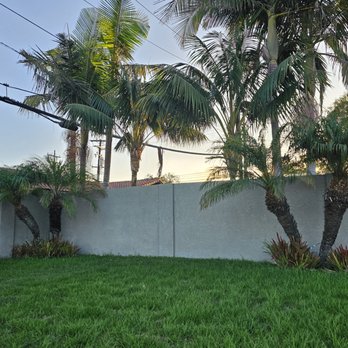 Top Unit Tree Service - BEFORE - Tree Services Near Me - Norwalk, California