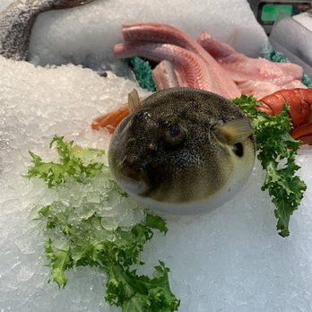 Ocean Fish Market - A blowfish! - Seafood Markets Near Me - Astoria, New York Ocean Fish Market - A blowfish! - Seafood Markets Near Me - Astoria, New York