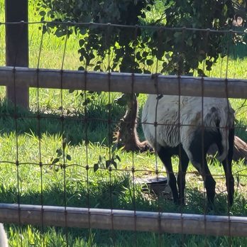 Grapeline Wine Tours - Emus at Koehlers - Wine Tours Near Me