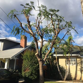 Solano Tree Service - Tree Services Near Me - Monrovia, California Solano Tree Service - Tree Services Near Me - Monrovia, California