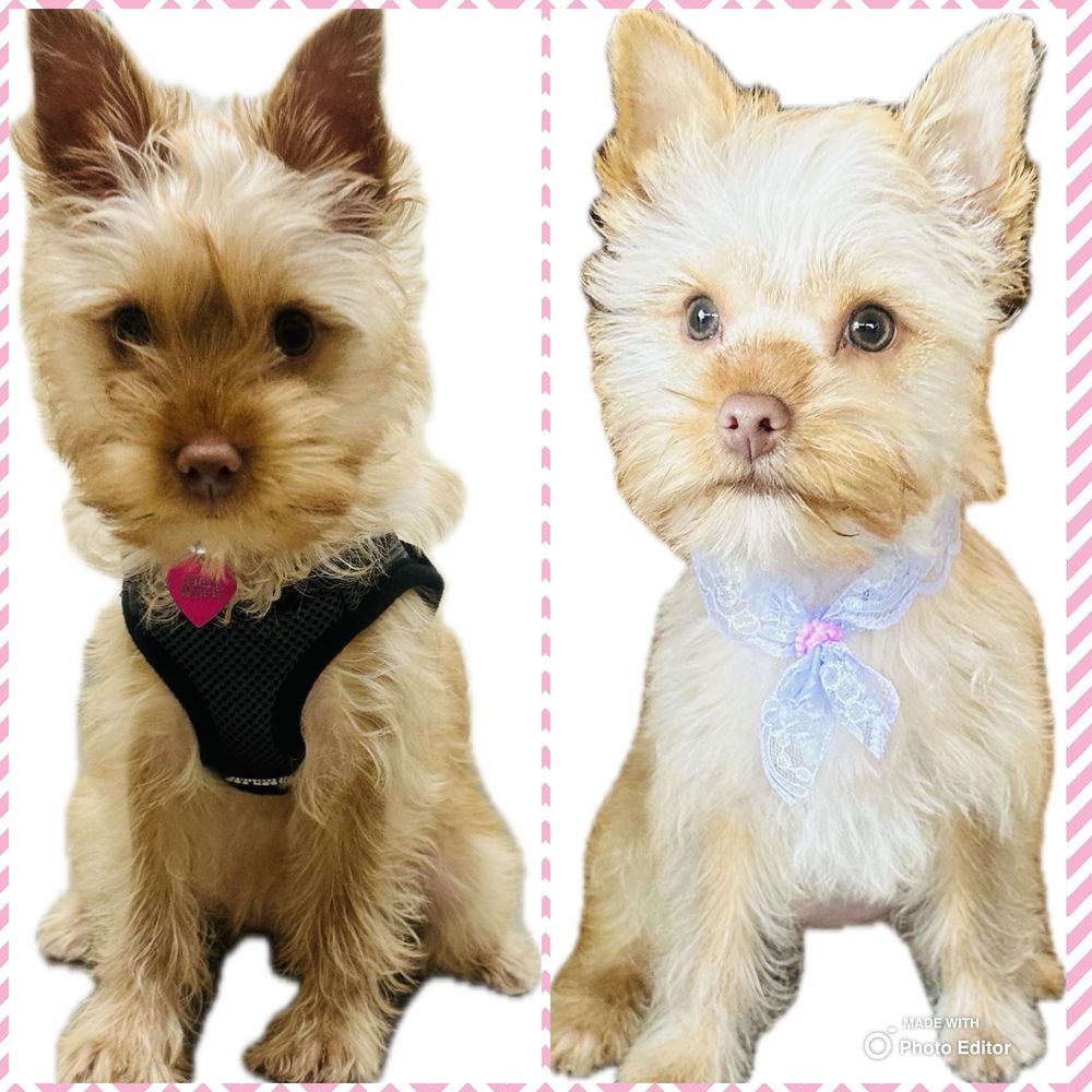 FANG & CLAW MOBILE GROOMING Updated September 2024 10 Photos