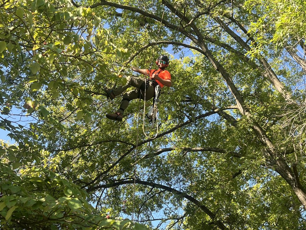 Osage Arbor Care - tree service in Troy, MO