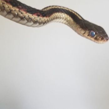 Underground Reptiles - Male garter snake (blue eyed cause hes in shed) - Reptile Shops Near Me - Deerfield Beach, Florida Underground Reptiles - Male garter snake (blue eyed cause hes in shed) - Reptile Shops Near Me - Deerfield Beach, Florida