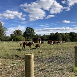 Blackstone Stables - Mixed field (minis, cows, yearlings and drafts)
