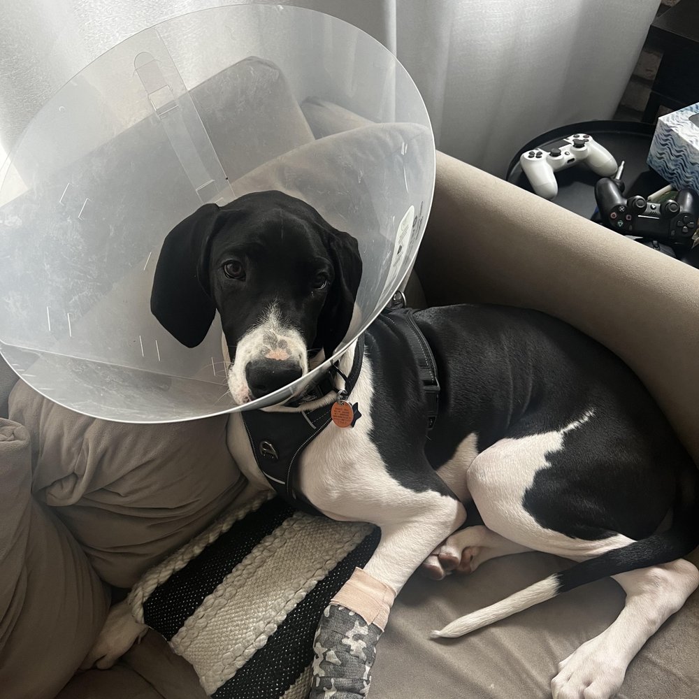 Dog SF - Raven escaping to her happy place after having a cone and cast on the day after her walk. - Dog Walkers Near Me