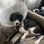 Photo of Dog SF