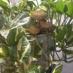 DACHA - Mushroom plant decoration I got for just $18! Very solid and well made