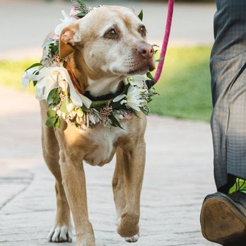 Floral Creations - Matching floral dog collar - Florists Near Me Floral Creations - Matching floral dog collar - Florists Near Me