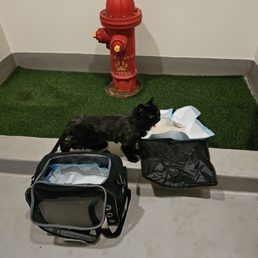 Ellie taking a potty break before the flight Ellie taking a potty break before the flight
