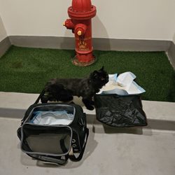 Coastview Veterinary Hospital - Ellie taking a potty break before the flight