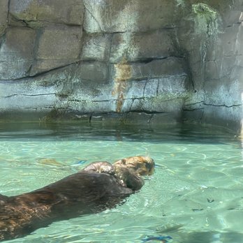 Seattle Aquarium - Aquariums Near Me - Seattle, Washington Seattle Aquarium - Aquariums Near Me - Seattle, Washington