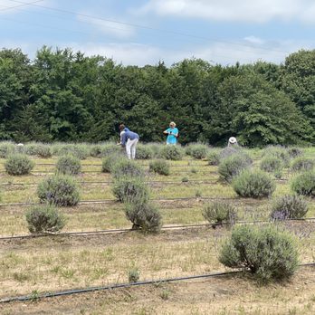 Lavender Ridge Farms - Nurseries & Gardening Near Me - Gainesville, Texas Lavender Ridge Farms - Nurseries & Gardening Near Me - Gainesville, Texas