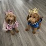 Photo of Peachy Pack Canine Training