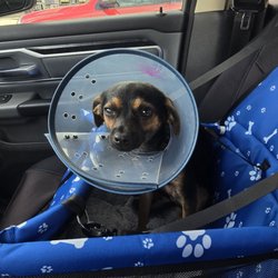 SNAP Pasadena Spay-Neuter and Animal Wellness Clinic