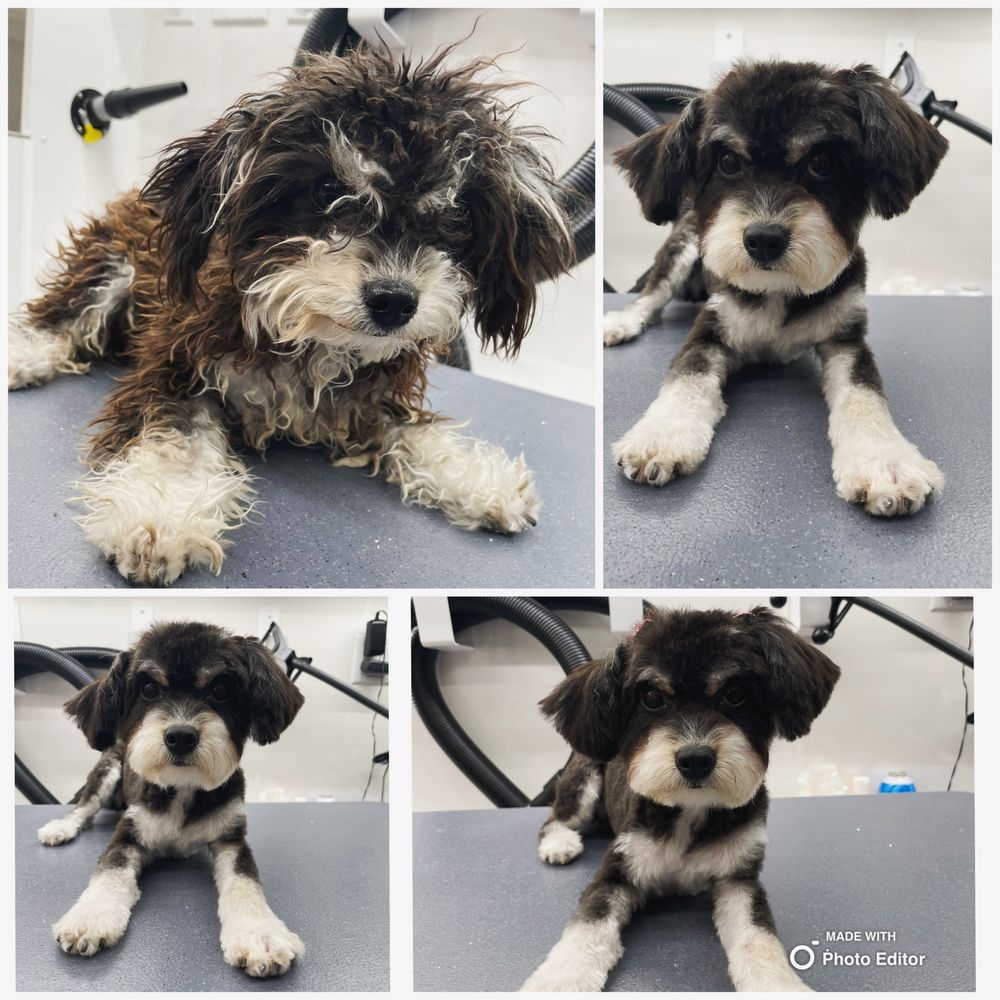 FABPRINTS Updated June 2024 72 Photos Van Nuys, California Pet