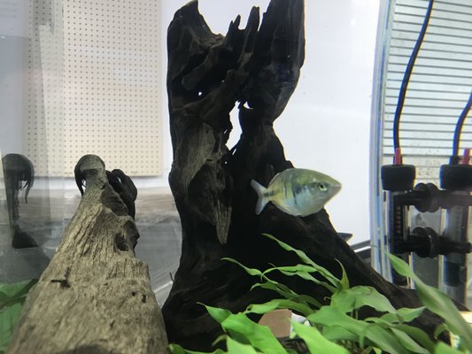 Three Little Fish by null