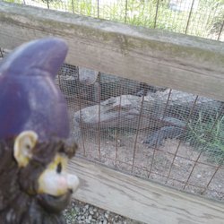 Greenwood Gator Farm