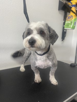 Small Breed Dog Grooming - Book Now!
$10 Off First Visit
https://www.instagram.com/artisticpetsalonfresno/ Small Breed Dog Grooming - Book Now!
$10 Off First Visit
https://www.instagram.com/artisticpetsalonfresno/