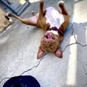 Passion for Pitties - Happy Pittie baby - Pet Adoption Near Me