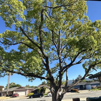 Joel's Tree Service - Tree Services Near Me Joel's Tree Service - Tree Services Near Me