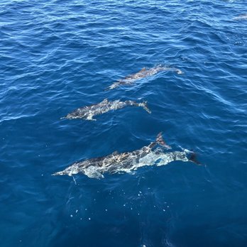 Blue Dolphin Charters - Boating Near Me - Eleele, Hawaii