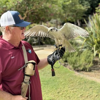 Catalina Falconry Experience - Falcon - Active Life Near Me - Avalon, California Catalina Falconry Experience - Falcon - Active Life Near Me - Avalon, California