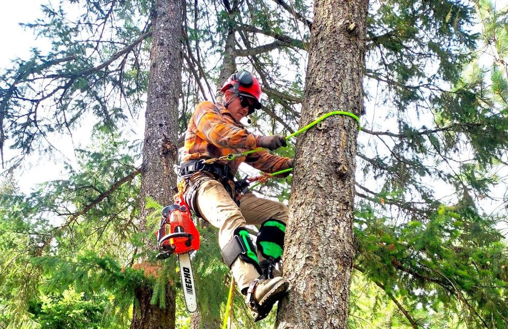 AUSTIN’S TREE SERVICES Dalton Gardens, Idaho Tree Services Yelp