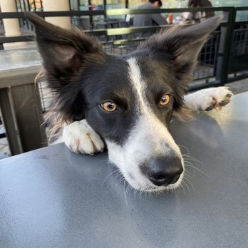 Dog Haus - "Human restaurant? But you said we are going to Dog Haus" - Burgers Near Me - Chino Hills, California Dog Haus - "Human restaurant? But you said we are going to Dog Haus" - Burgers Near Me - Chino Hills, California