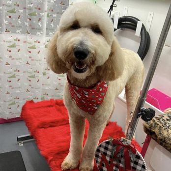 Rosie’s Paw Spa - Pet Groomers Near Me Rosie’s Paw Spa - Pet Groomers Near Me