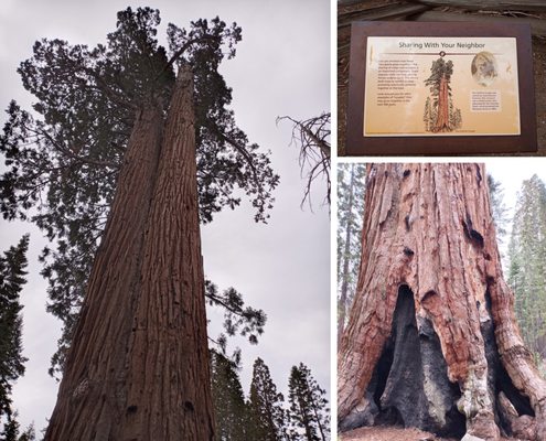 Mariposa Grove by null