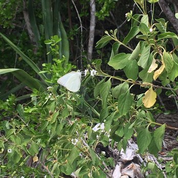 Indian Key State Historic Site - Butterfly! Great southern white I believe, so many of them everywhere - Landmarks & Historical Buildings Near Me - Islamorada, Florida Indian Key State Historic Site - Butterfly! Great southern white I believe, so many of them everywhere - Landmarks & Historical Buildings Near Me - Islamorada, Florida