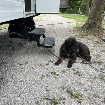 Love Me Always Dog Training - Pet Training Near Me