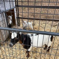 Nalo Keiki Paniolo - Baby goats