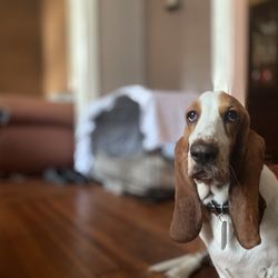 Poochies Dog Grooming, LLC Gift Greeting Cards Email, Text or