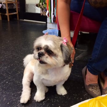 Le Pitou Boutique - Pet Groomers Near Me - Forest Hills, New York Le Pitou Boutique - Pet Groomers Near Me - Forest Hills, New York
